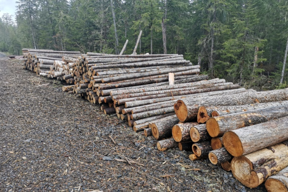 Хабаровский край в топе по поставкам леса и доходам от него