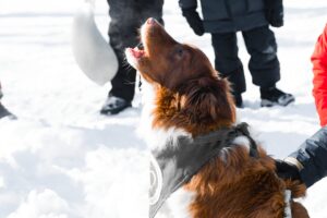 закон об ответственном обращении с животными 2025