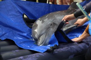 В России открыли первый стационар