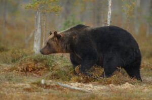 Медведь